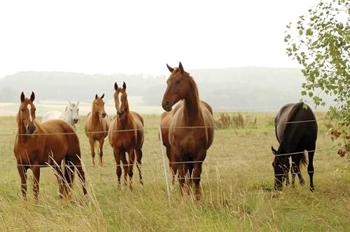 VOSS.farming 12V 230V Solar Weidezaungerät HELOS 4 – Zuverlässiger Elektrozaun für optimale Sicherheit von Pferden, Rind