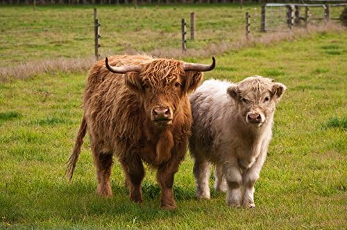 VOSS.farming 12V 230V Solar Weidezaungerät HELOS 4 – Zuverlässiger Elektrozaun für optimale Sicherheit von Pferden, Rind